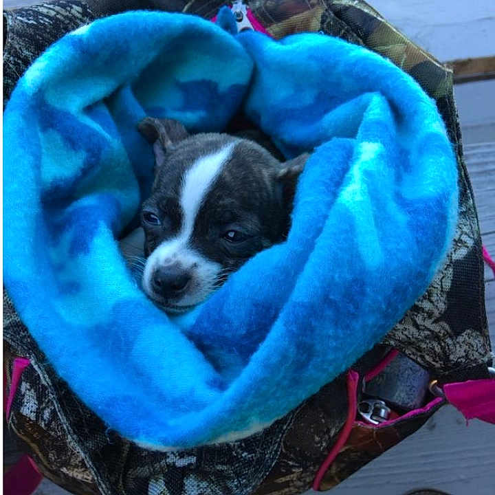 Renski G is registered to the contest to win money with this photo: adult, animal, bag, blanket, bostonbull, bulldog, canine, chihuahua, clothing, dog, female, footwear, hound, person, pet, puppy, quilt, shoe, sleeping, woman