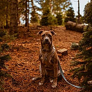 Reece is registered to the contest to win money with this photo: animal, autumn, background_blur, brown_coat, canine, daylight, dog, forest, fur, harness, leash, leaves, nature, outdoor, pets, pine_needles, sitting, tree_trunk, trees, woods