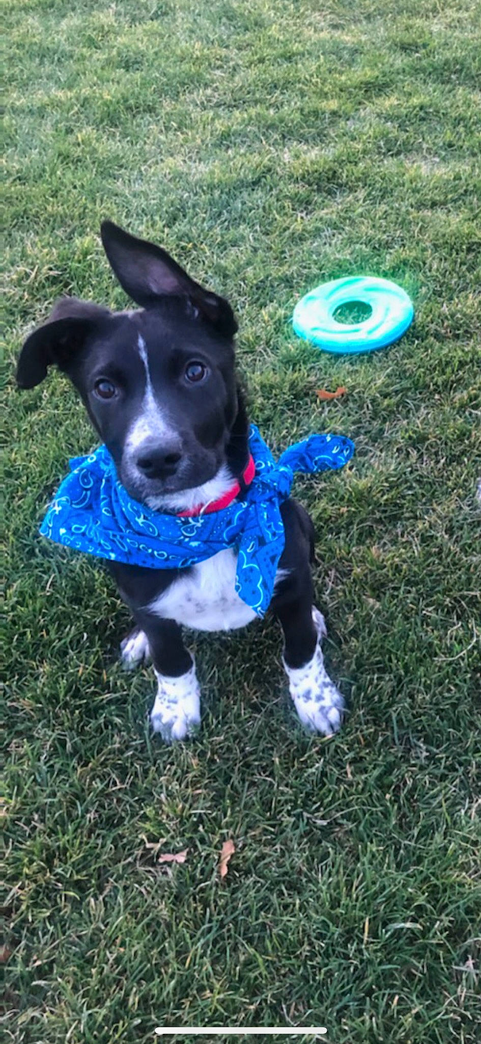 Bentley joined the competition — help win amazing prizes! adventure, carnivore, collar, companion_dog, dog, dog_breed, dog_clothes, dog_collar, dog_supply, electric_blue, fawn, grass, personal_protective_equipment, plant, snout, sports_toy, tail, toy, whiskers, working_animal