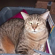 Manolo a rejoint le concours — aidez-le/la à gagner de superbes lots ! abyssinian, animal, bag, basket, box, can, cardboard, carton, cat, drawer, egyptiancat, furniture, hardwood, kitten, laundry, manx, pet, tin, trashcan, wood