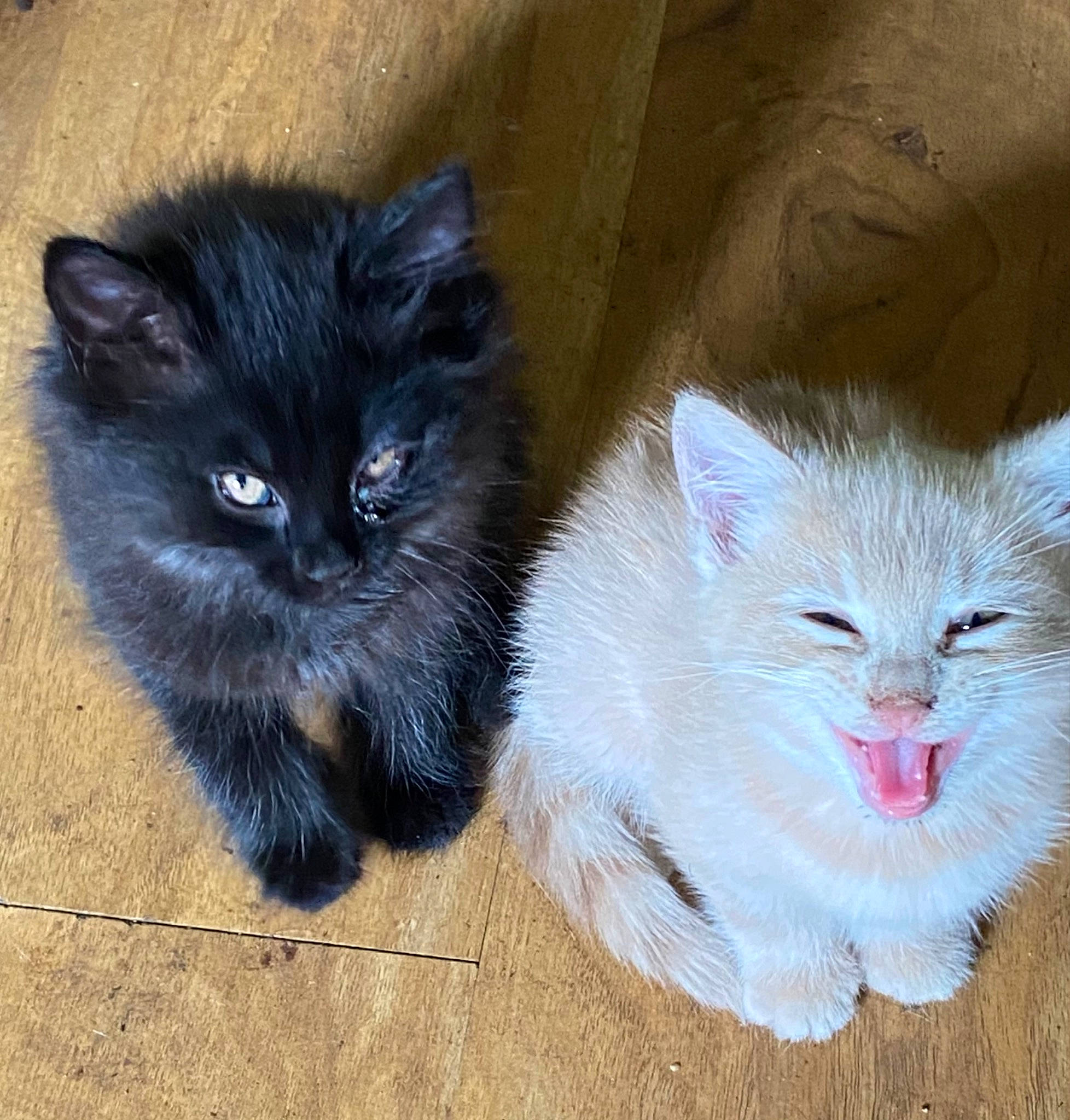 Cubby Bear And Sugar