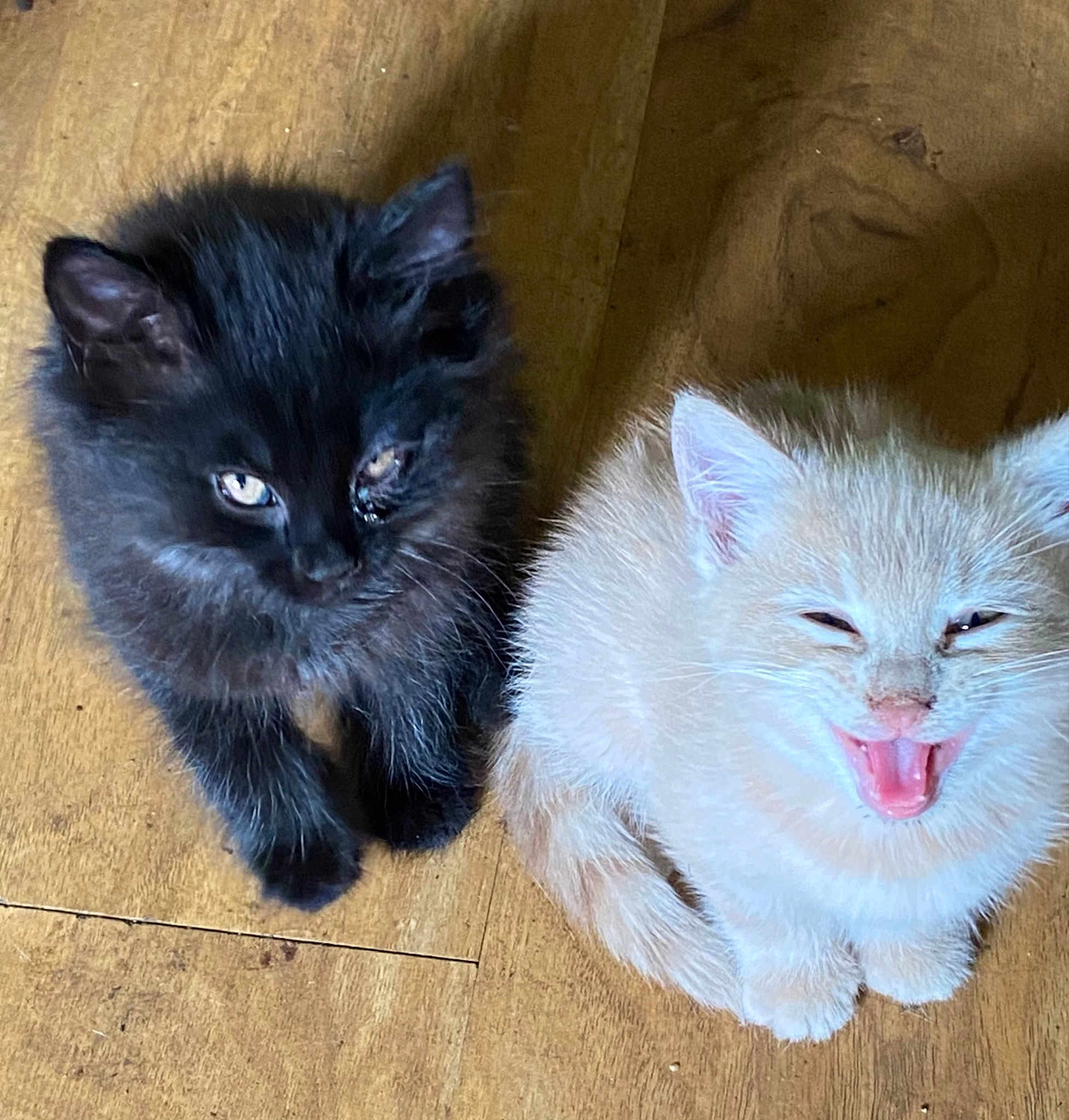 Cubby Bear And Sugar