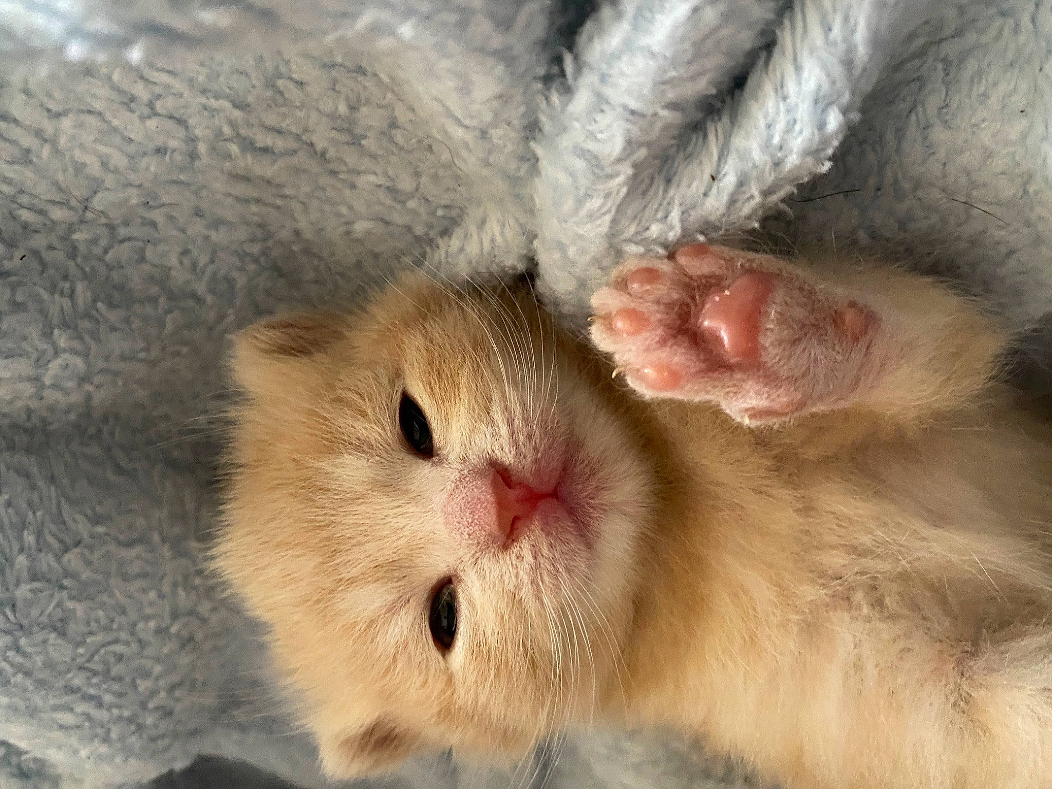 Sugar is registered to the contest to win money with this photo: carnivore, cat, claw, close_up, eye, fawn, felidae, foot, fur, head, nose, paw, small_to_medium_sized_cats, snout, terrestrial_animal, whiskers, wrinkle