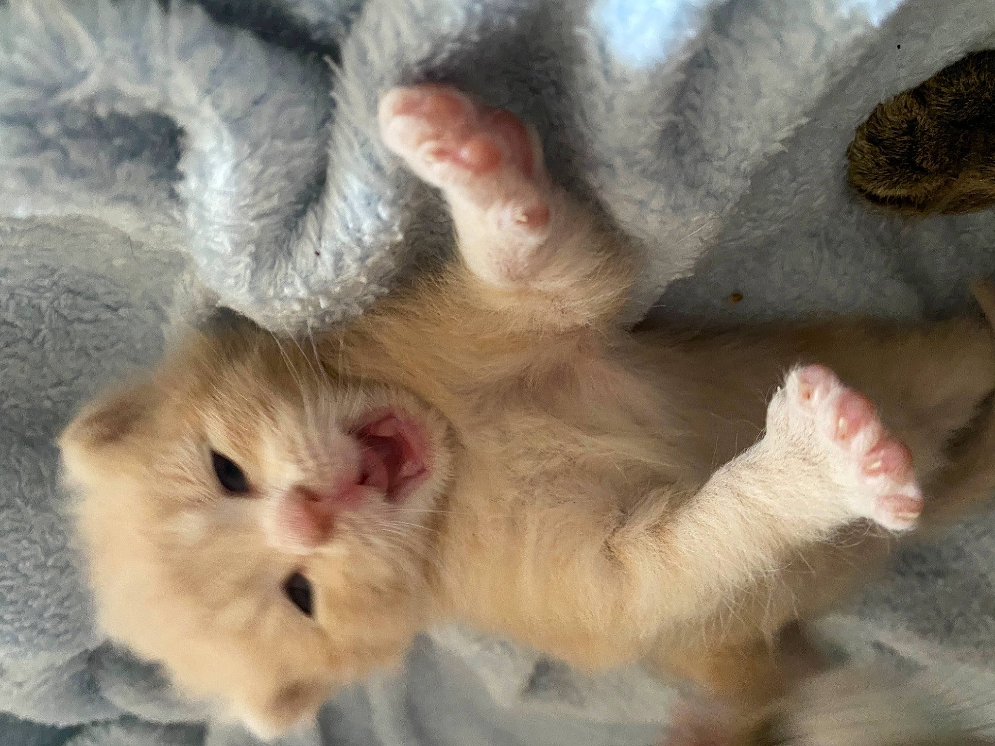 Sugar joined the competition — help win amazing prizes! carnivore, cat, claw, close_up, comfort, fawn, felidae, foot, fur, gesture, nap, nose, paw, plant, small_to_medium_sized_cats, snout, terrestrial_animal, whiskers