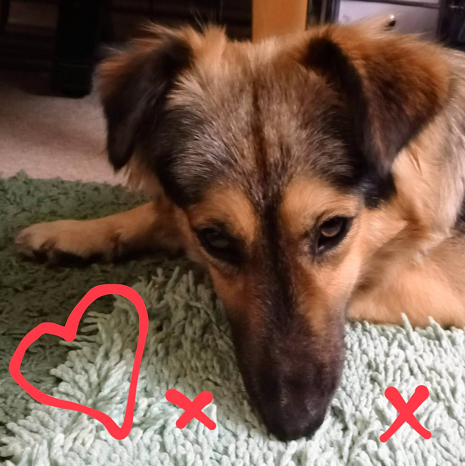 Basil is registered to the contest to win money with this photo: carmine, carnivore, comfort, companion_dog, dog, dog_breed, ear, fawn, flooring, foot, fur, german_shepherd_dog, happy, herding_dog, paw, snout, sporting_group, street_dog, terrestrial_animal, whiskers