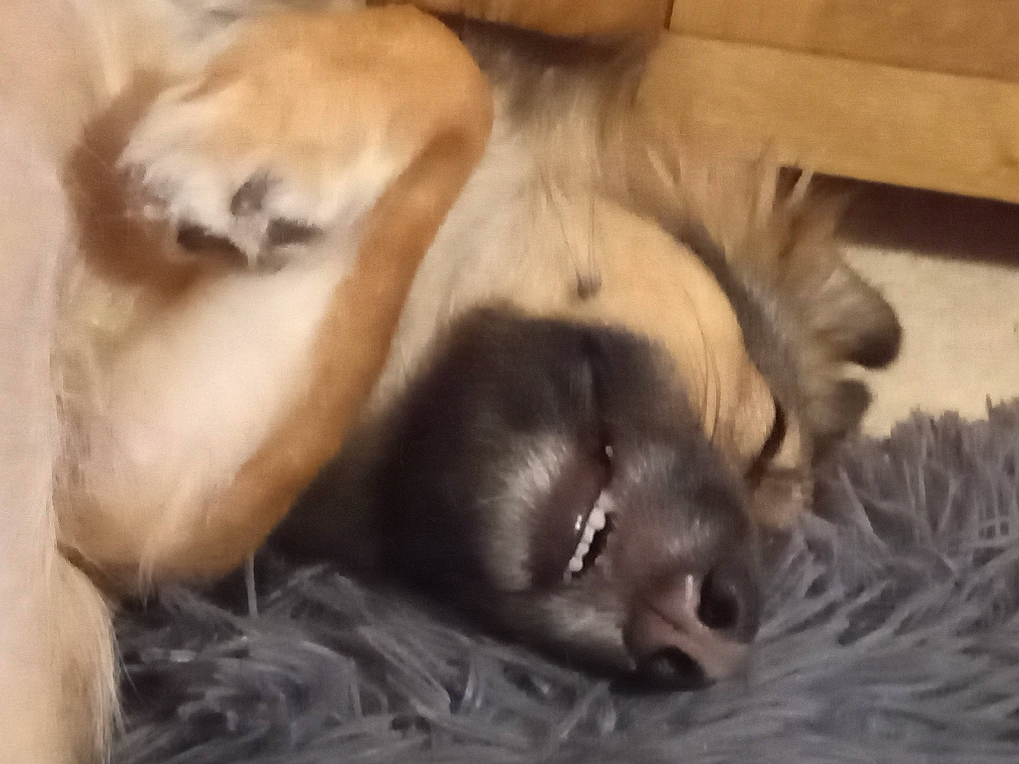 Basil is registered to the contest to win money with this photo: canidae, carnivore, comfort, companion_dog, dog, dog_breed, fawn, felidae, fur, liver, nap, non_sporting_group, paw, sleep, small_to_medium_sized_cats, snout, sporting_group, terrestrial_animal, whiskers, wildlife