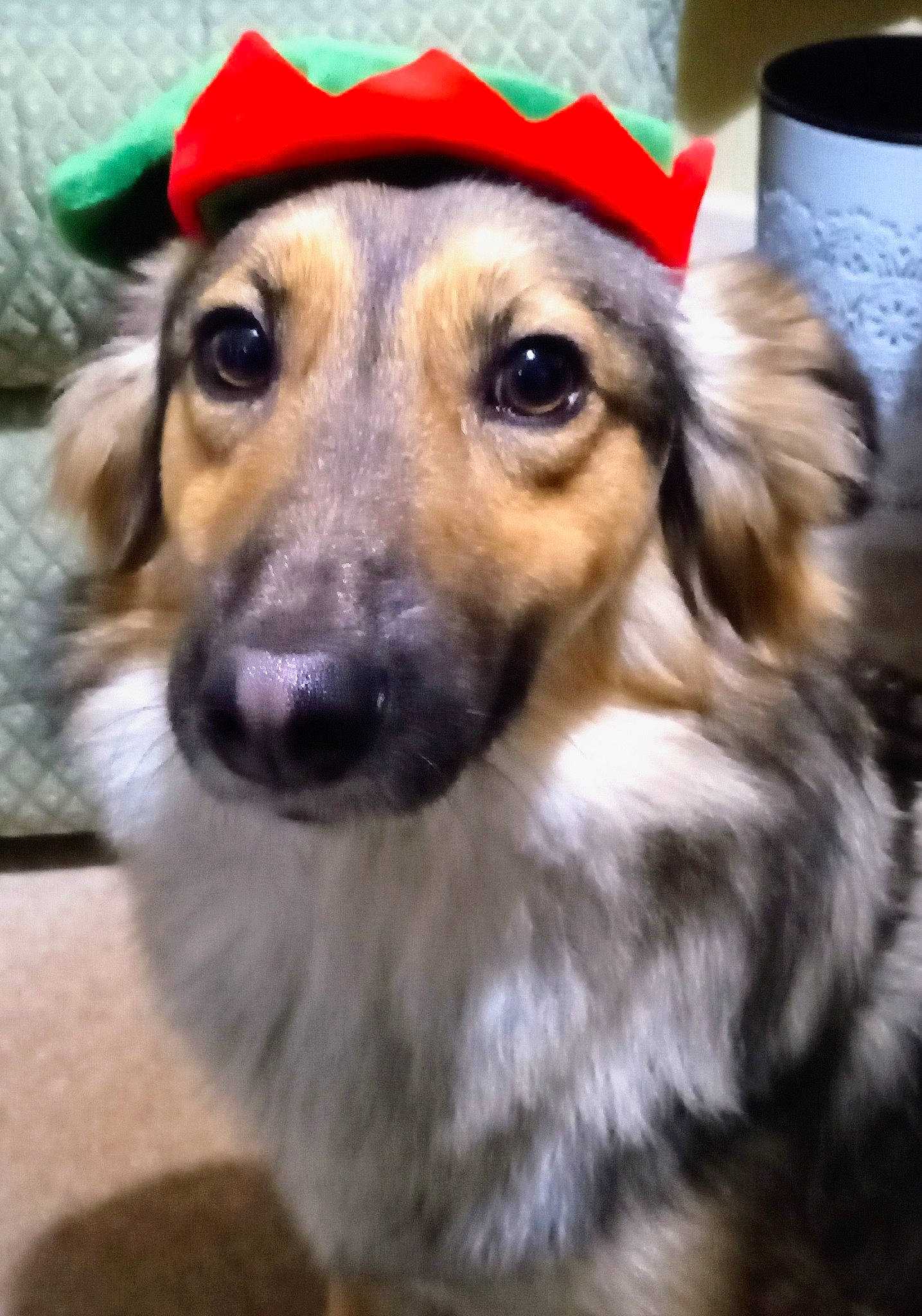 Basil is registered to the contest to win money with this photo: canidae, carnivore, companion_dog, cup, dog, dog_breed, dog_supply, drinkware, fawn, fur, hat, paper_towel, puppy, puppy_love, selfie, snout, sporting_group, toilet_paper, whiskers, working_dog