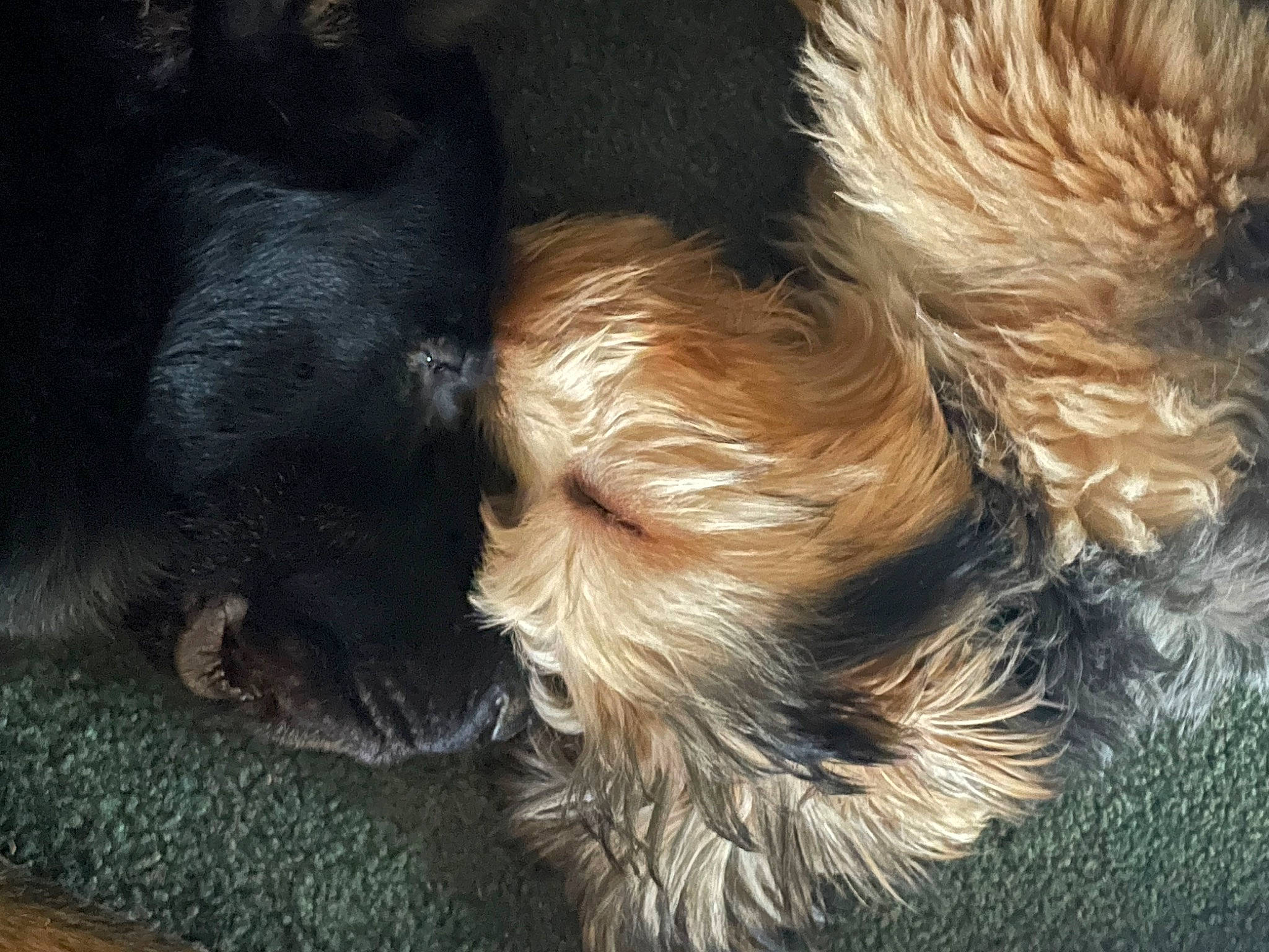 Mattis And Eddie is registered to the contest to win money with this photo: canidae, carnivore, companion_dog, dog, dog_breed, dog_supply, fawn, fur, liver, nap, poodle_crossbreed, puppy_love, small_terrier, snout, sporting_group, tail, terrier, toy_dog, working_animal, yorkipoo