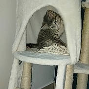Nala a rejoint le concours — aidez-le/la à gagner de superbes lots ! kitten, cat, cat_tree, rope, indoor, pet, feline, curious, cozy, fur, animal, scratching_post, playful, small, cute, domestic, whiskers, ears, paws, tilted_head