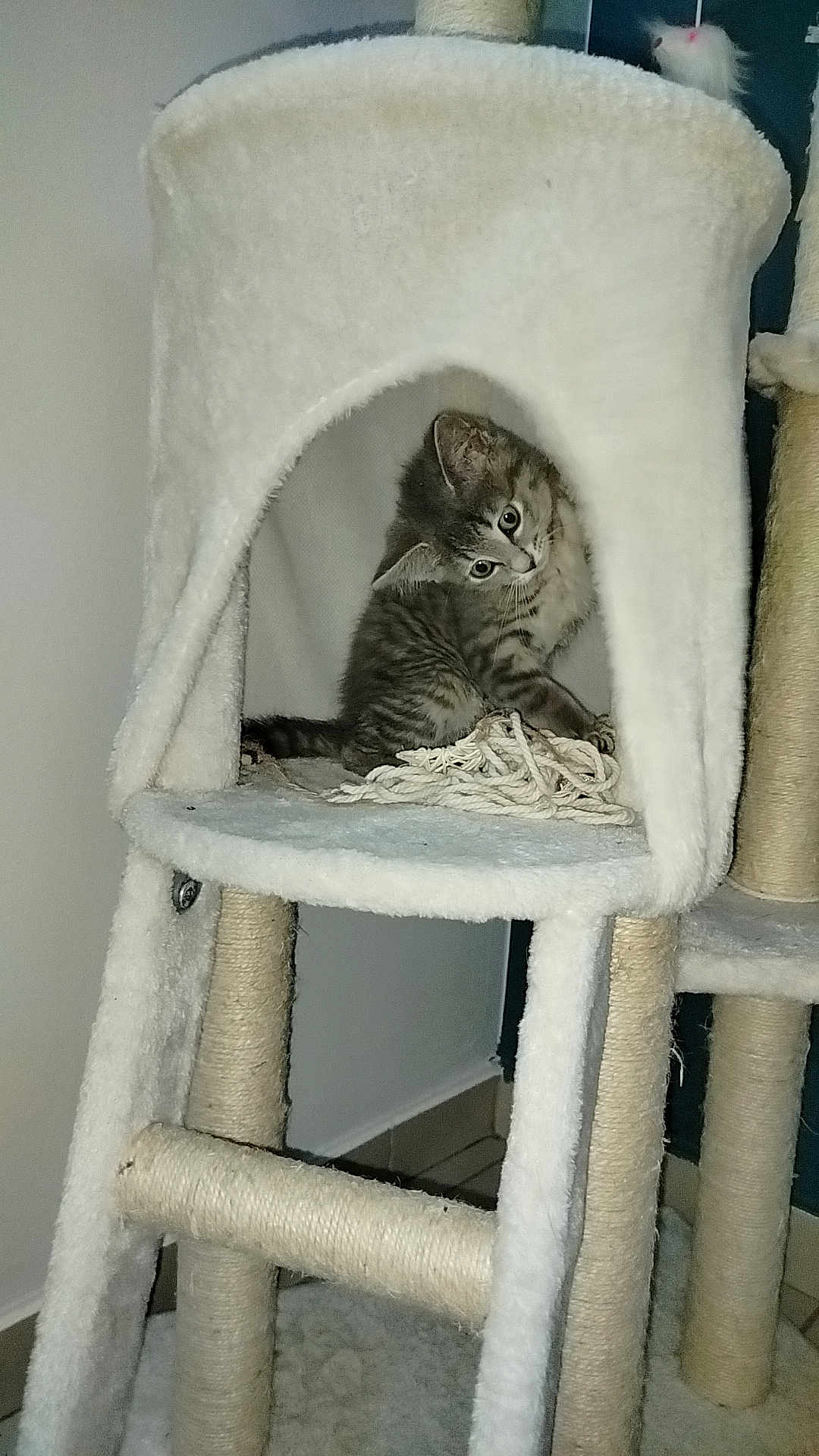 Nala a rejoint le concours — aidez-le/la à gagner de superbes lots ! kitten, cat, cat_tree, rope, indoor, pet, feline, curious, cozy, fur, animal, scratching_post, playful, small, cute, domestic, whiskers, ears, paws, tilted_head