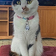 Maizie is registered to the contest to win money with this photo: cat, calico, pet, feline, yellow_eyes, collar, id_tag, whiskers, sitting, tail, paws, fur, indoor, television, wood_cabinet, carpet, close_up, portrait, attentive, home