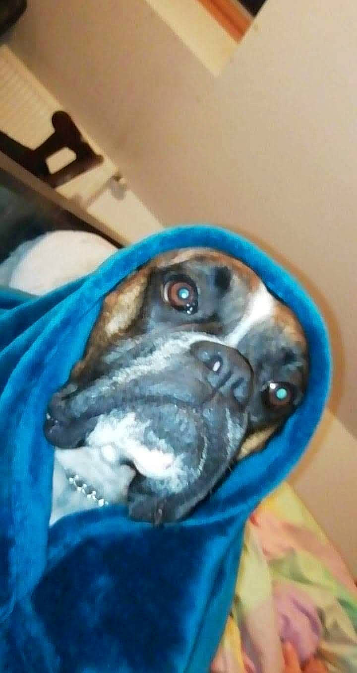 Neiko participe au concours pour gagner de l'argent avec cette photo : canidae, carnivore, comfort, companion_dog, dog, dog_breed, ear, electric_blue, fawn, fur, jaw, non_sporting_group, personal_protective_equipment, snout, sporting_group, whiskers, working_animal