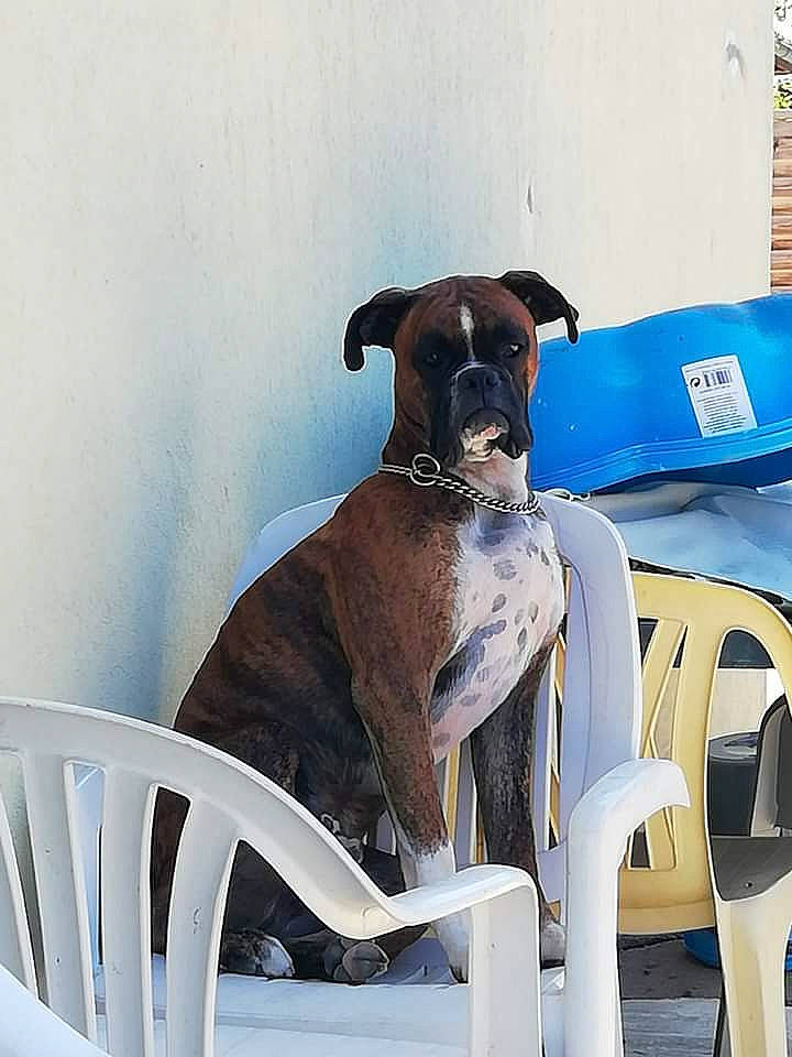 Neiko participe au concours pour gagner de l'argent avec cette photo : canidae, carnivore, chair, collar, comfort, companion_dog, dog, dog_breed, dog_collar, dog_supply, fawn, furniture, outdoor_furniture, pet_supply, recreation, shade, sitting, snout, table, working_animal