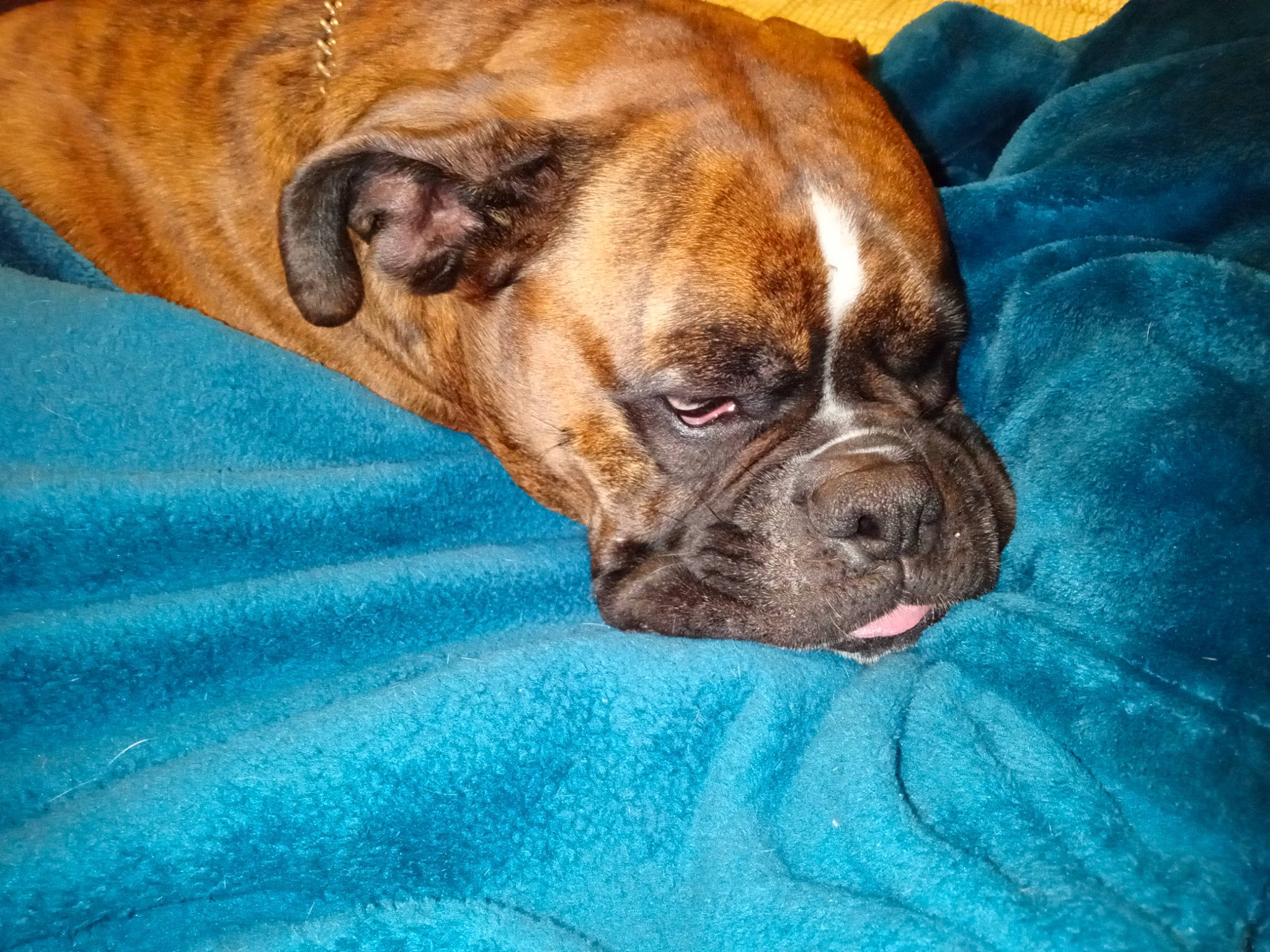 Neiko a rejoint le concours — aidez-le/la à gagner de superbes lots ! bored, boxer, canidae, carnivore, comfort, companion_dog, dog, dog_breed, fawn, head, liver, non_sporting_group, puppy, snout, sporting_group, terrestrial_animal, whiskers, working_animal, working_dog, wrinkle