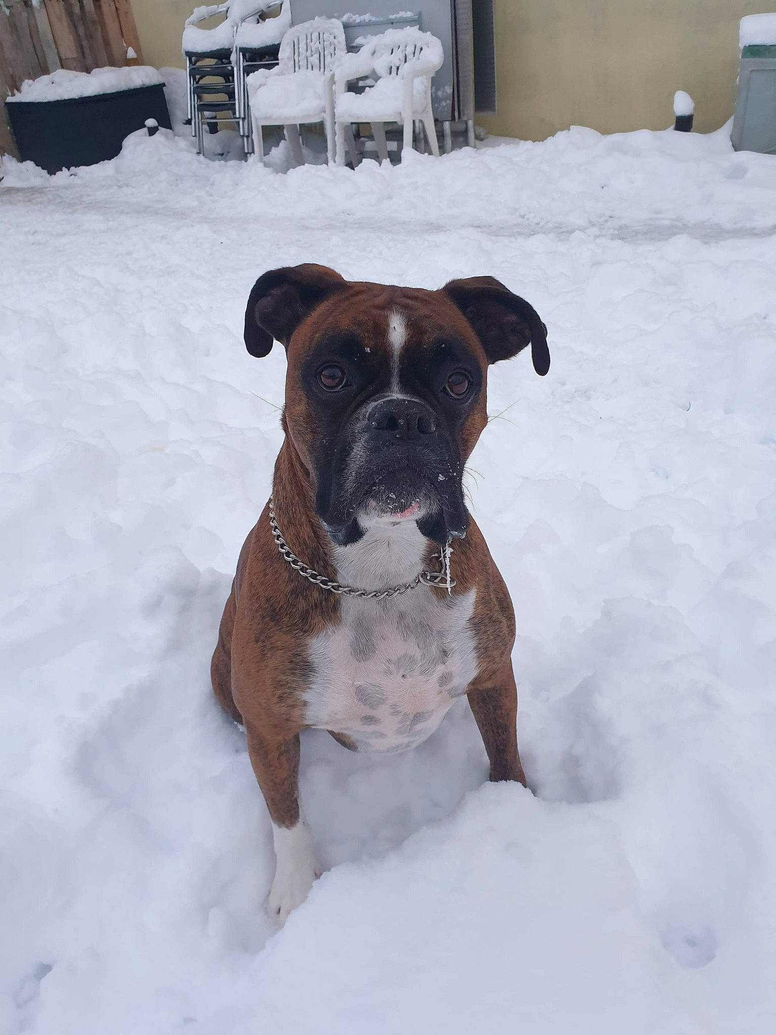 Neiko participe au concours pour gagner de l'argent avec cette photo : canidae, carnivore, chair, collar, companion_dog, dog, dog_breed, dog_collar, fawn, freezing, precipitation, snout, snow, sporting_group, tableware, tail, whiskers, white, winter, working_animal