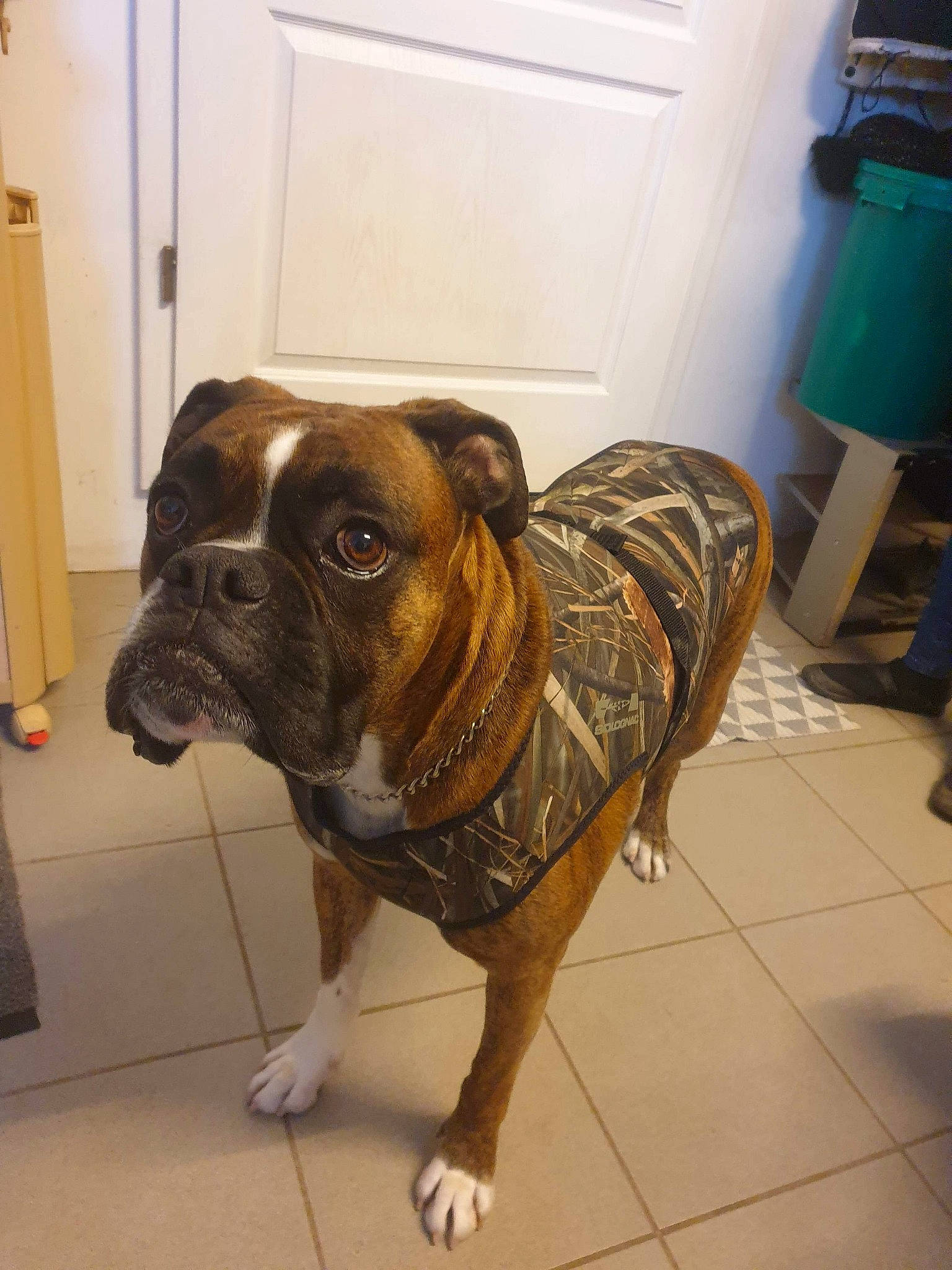 Neiko participe au concours pour gagner de l'argent avec cette photo : canidae, carnivore, collar, companion_dog, dog, dog_breed, dog_collar, dog_supply, door, fawn, floor, flooring, fur, leash, liver, pet_supply, snout, sporting_group, whiskers, working_animal