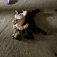 Cain Demon is registered to the contest to win money with this photo: animal, black_dog, canine, carpet, companion, cozy, cute, dog, domestic_animal, floor, home, indoor, lying_down, pet_toy, playful, relaxing, resting, sleeping, tan_dog, two_animals