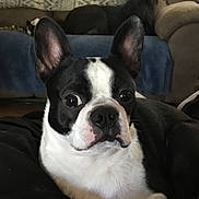 Oscar joined the competition — help win amazing prizes! dog, boston_terrier, pet, indoor, close_up, black_and_white, ears, eyes, nose, fur, blanket, couch, furniture, cozy, portrait, animal, companion, domestic, cute, alert