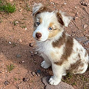 Alyos participe au concours pour gagner de l'argent avec cette photo : puppy, dog, outdoor, dirt, rocks, grass, young, cute, fur, blue_eyes, pet, animal, sitting, nature, adorable, small, mammal, canine, fluffy, curious