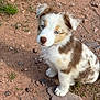 puppy, dog, outdoor, dirt, rocks, grass, young, cute, fur, blue_eyes, pet, animal, sitting, nature, adorable, small, mammal, canine, fluffy, curious
