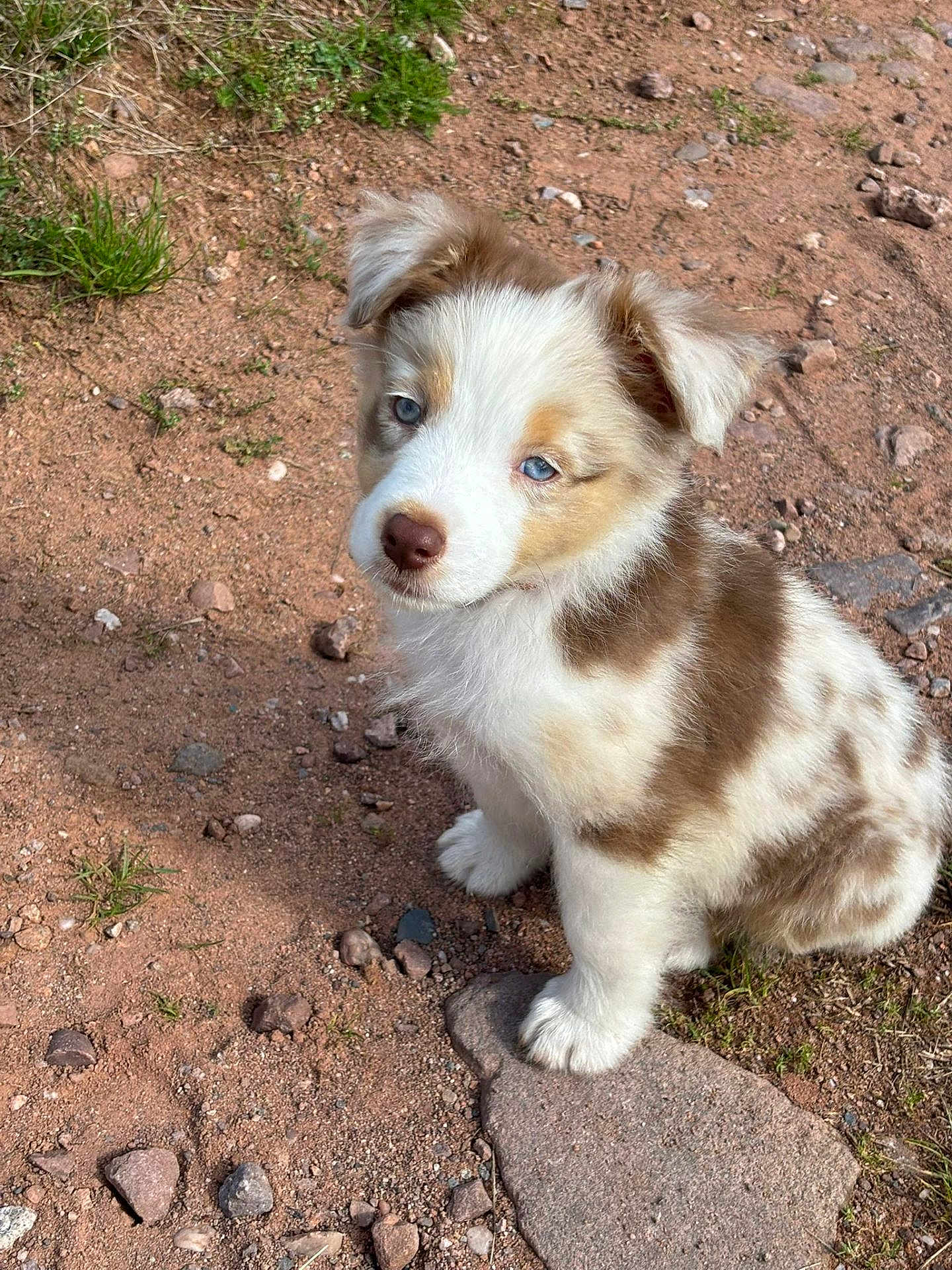 Alyos participe au concours pour gagner de l'argent avec cette photo : puppy, dog, outdoor, dirt, rocks, grass, young, cute, fur, blue_eyes, pet, animal, sitting, nature, adorable, small, mammal, canine, fluffy, curious