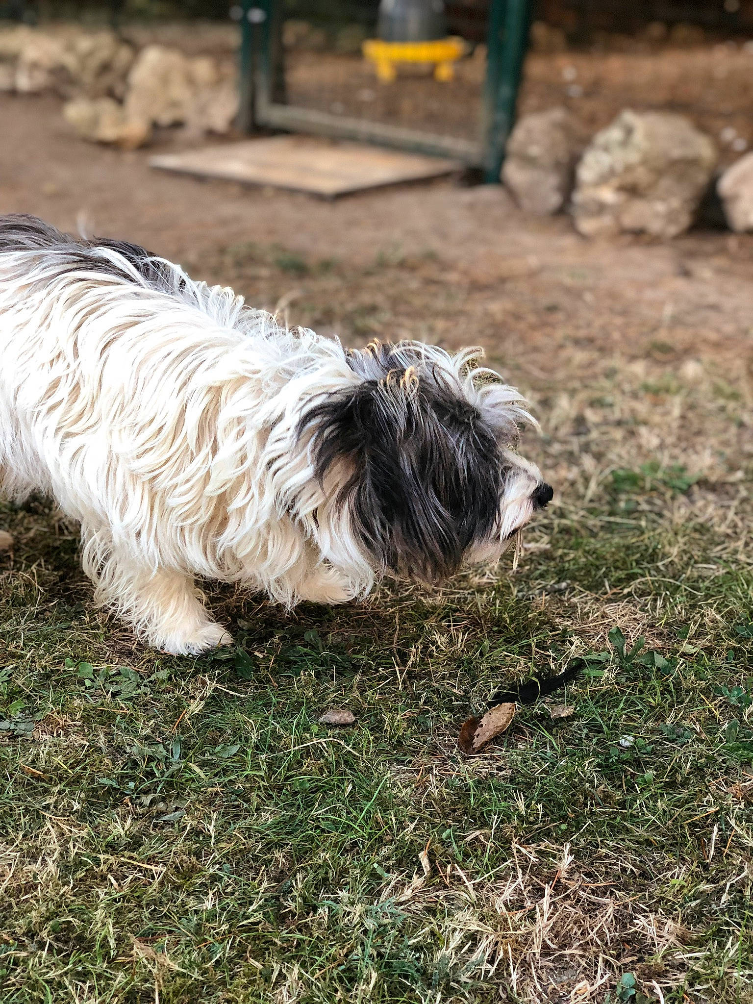 Kirito participe au concours pour gagner de l'argent avec cette photo : canidae, carnivore, cockapoo, companion_dog, dog, dog_breed, fur, grass, herding_dog, puppy, schapendoes, shih_tzu, small_terrier, snout, soil, sporting_group, tail, terrier, toy_dog, working_animal