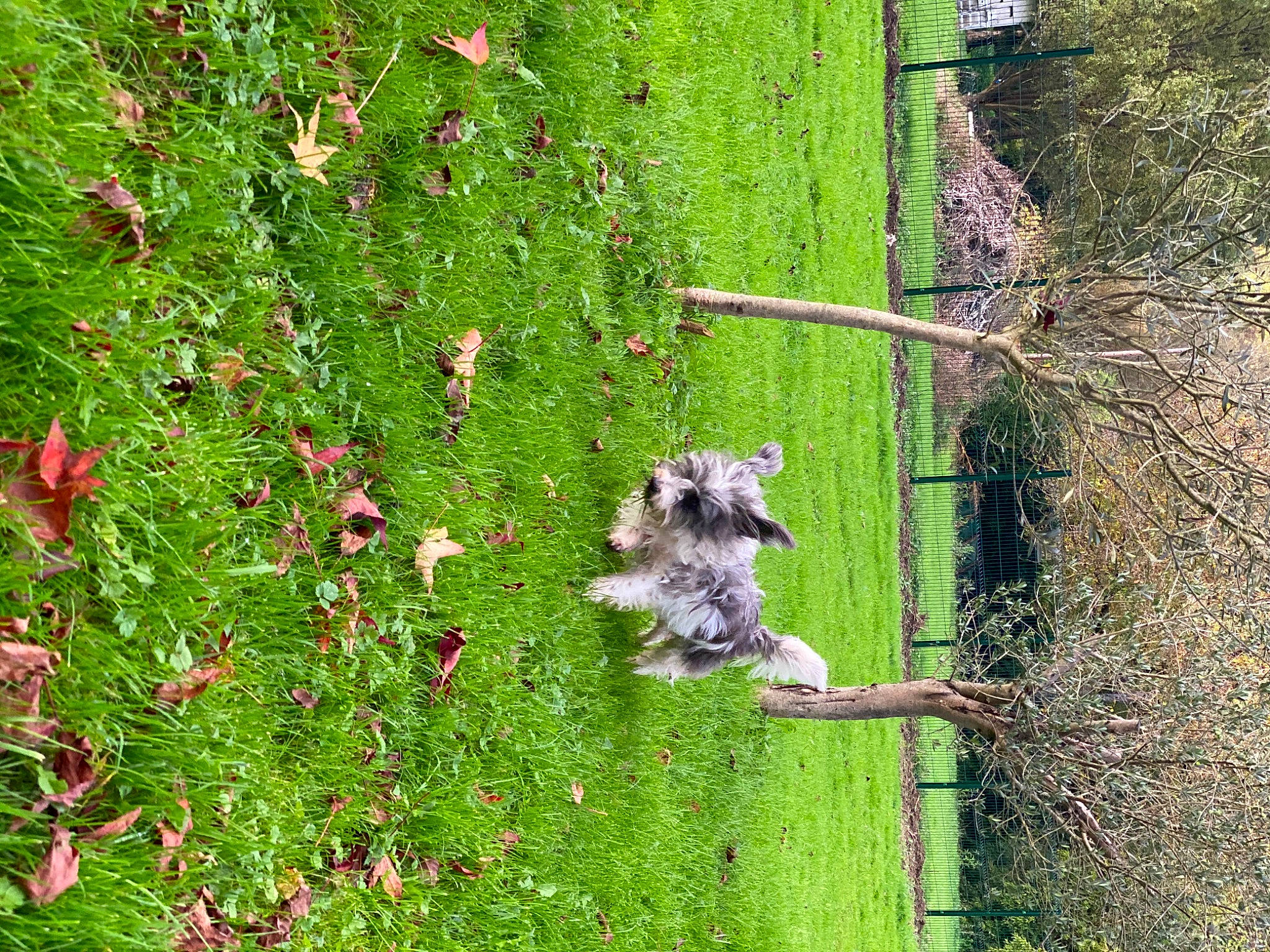 Kirito a rejoint le concours — aidez-le/la à gagner de superbes lots ! biome, flower, flowering_plant, garden, grass, grass_family, grassland, green, groundcover, herbaceous_plant, landscape, natural_landscape, pasture, plant, shrub, spring, tail, tree, trunk, vegetation