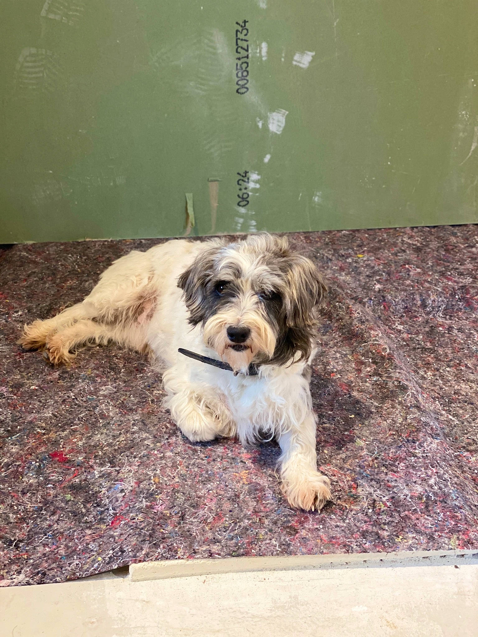 Kirito participe au concours pour gagner de l'argent avec cette photo : asphalt, carnivore, catalan_sheepdog, companion_dog, dog, dog_breed, flooring, fur, labradoodle, road_surface, romanian_mioritic_shepherd_dog, sapsali, schnauzer, small_terrier, snout, soil, terrier, toy_dog, working_animal, working_terrier