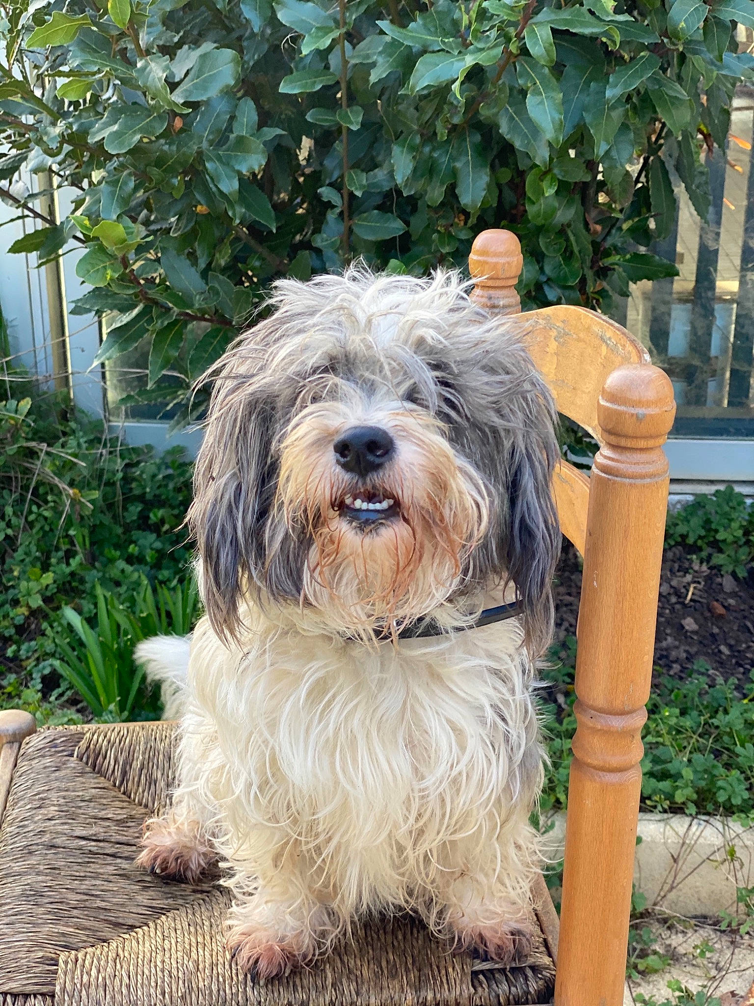 Kirito participe au concours pour gagner de l'argent avec cette photo : canidae, carnivore, companion_dog, dog, dog_breed, fence, fur, grass, non_sporting_group, plant, romanian_mioritic_shepherd_dog, small_terrier, sporting_group, terrier, toy_dog, water_dog, working_animal, working_dog