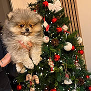 Arès a rejoint le concours — aidez-le/la à gagner de superbes lots ! puppy, dog, pomeranian, fluffy, christmas_tree, christmas_ornaments, red_balls, white_balls, pine_cones, candy_canes, lights, holiday, festive, decorations, hand, person, indoor, greenery, celebration, cute