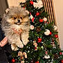 puppy, dog, pomeranian, fluffy, christmas_tree, christmas_ornaments, red_balls, white_balls, pine_cones, candy_canes, lights, holiday, festive, decorations, hand, person, indoor, greenery, celebration, cute