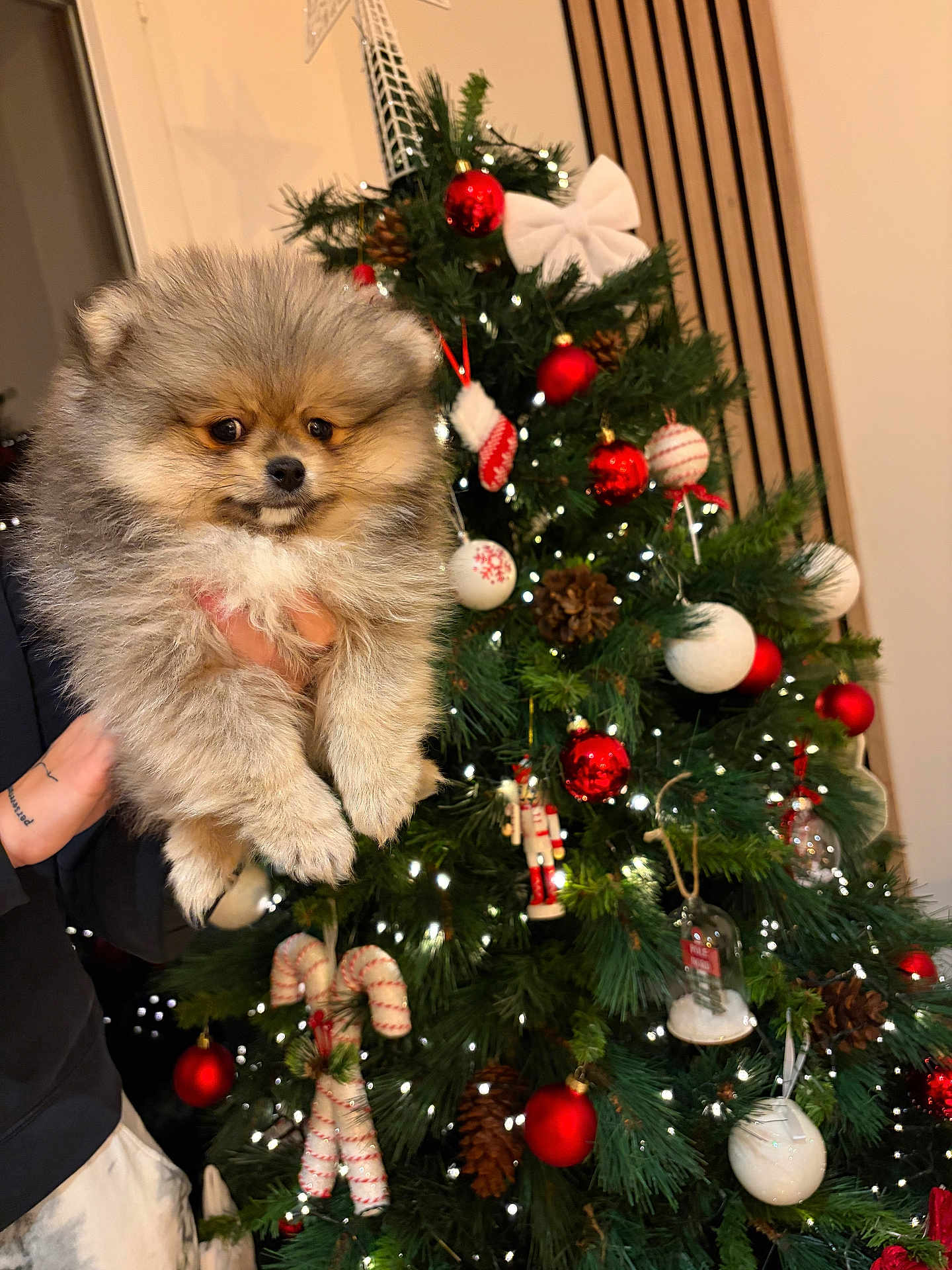 Arès a rejoint le concours — aidez-le/la à gagner de superbes lots ! puppy, dog, pomeranian, fluffy, christmas_tree, christmas_ornaments, red_balls, white_balls, pine_cones, candy_canes, lights, holiday, festive, decorations, hand, person, indoor, greenery, celebration, cute
