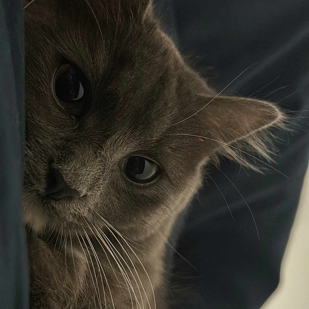 Nala a rejoint le concours — aidez-le/la à gagner de superbes lots ! animal, cat, close_up, cozy, curious, cute, domestic_cat, ears, eyes, face, feline, fur, gray_cat, indoor, peeking, pet, portrait, relaxed, soft_lighting, whiskers