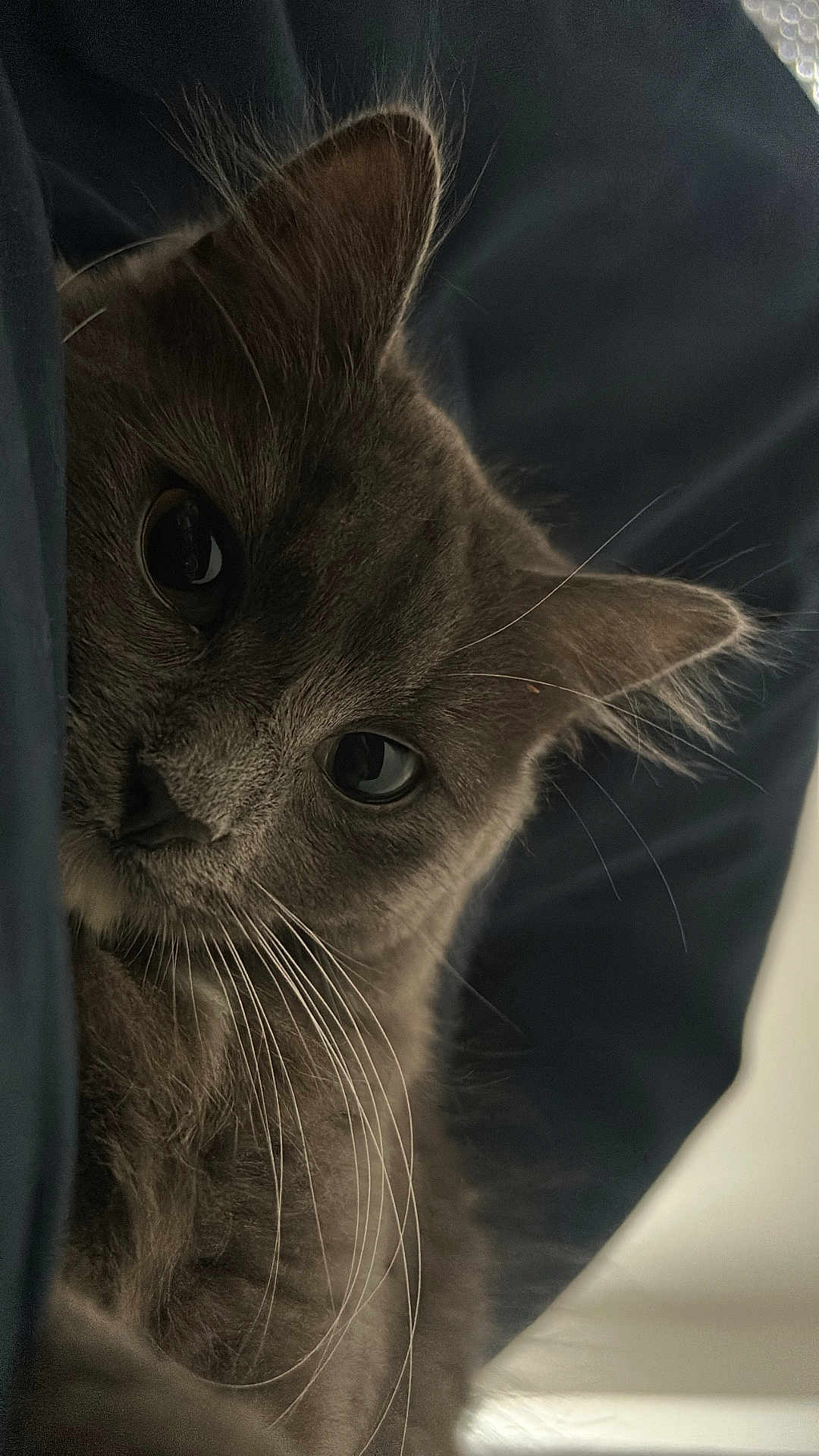 Nala