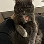 animal, cat, curious, cute, desk, domestic_cat, fluffy, furniture, gray_cat, hand_holding, indoor, keys, pet, pink_tag, relaxed, sitting, tail, whiskers, white_paws, wide_eyes