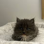 abyssinian, angora, animal, blanket, cat, kitten, manx, pet, siamese, wood