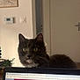 Nala participe au concours pour gagner de l'argent avec cette photo : animal, cat, closeup, computer_screen, curious, domestic_animal, door, face, furniture, gray_cat, home, indoor, laptop, pet, picture_frame, plant, technology, thermostat, whiskers, yellow_eyes
