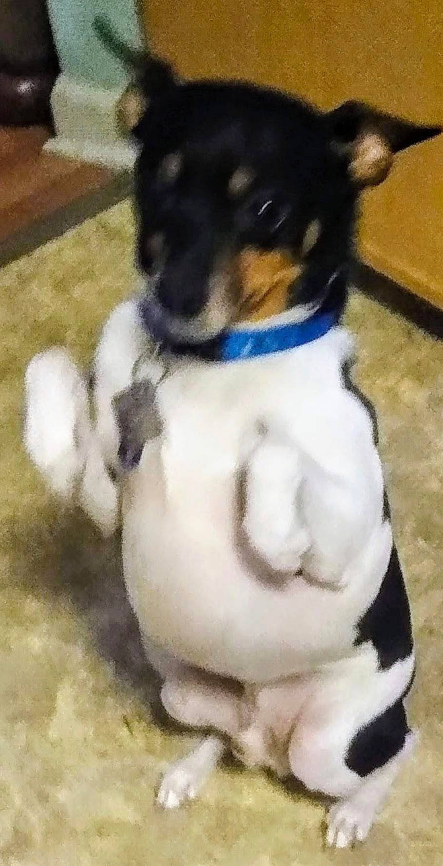 Skipper joined the competition — help win amazing prizes! art, canidae, carnivore, collar, companion_dog, dog, dog_breed, dog_collar, dog_supply, fawn, fur, paw, pet_supply, snout, sporting_group, tail, terrier, toy_dog, whiskers, working_animal