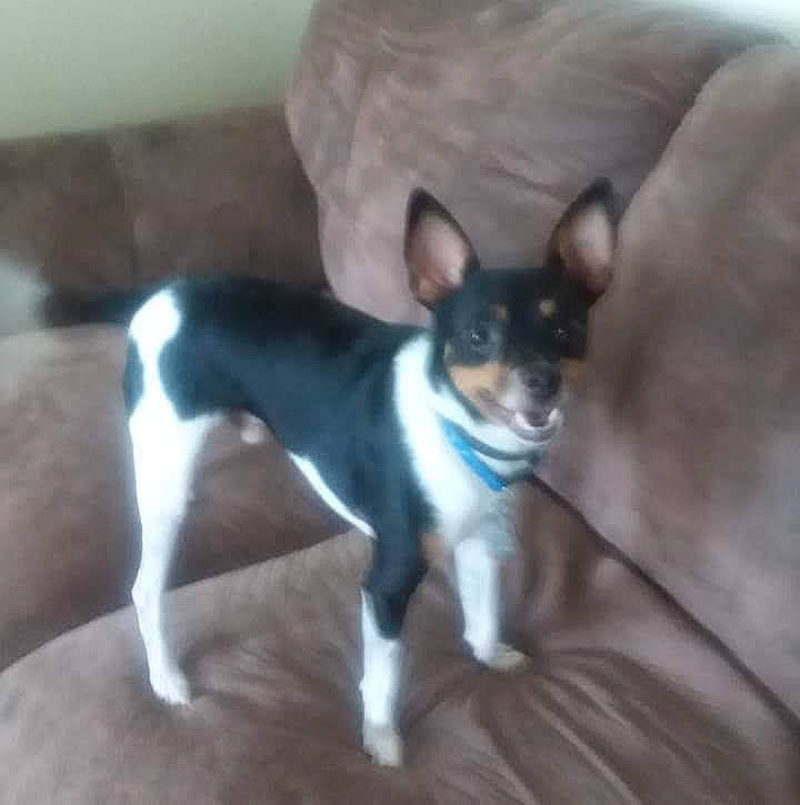 Skipper joined the competition — help win amazing prizes! canidae, carnivore, chihuahua, companion_dog, dog, dog_breed, fawn, flooring, non_sporting_group, small_terrier, snout, sporting_group, tail, terrestrial_animal, terrier, toy_dog, whiskers