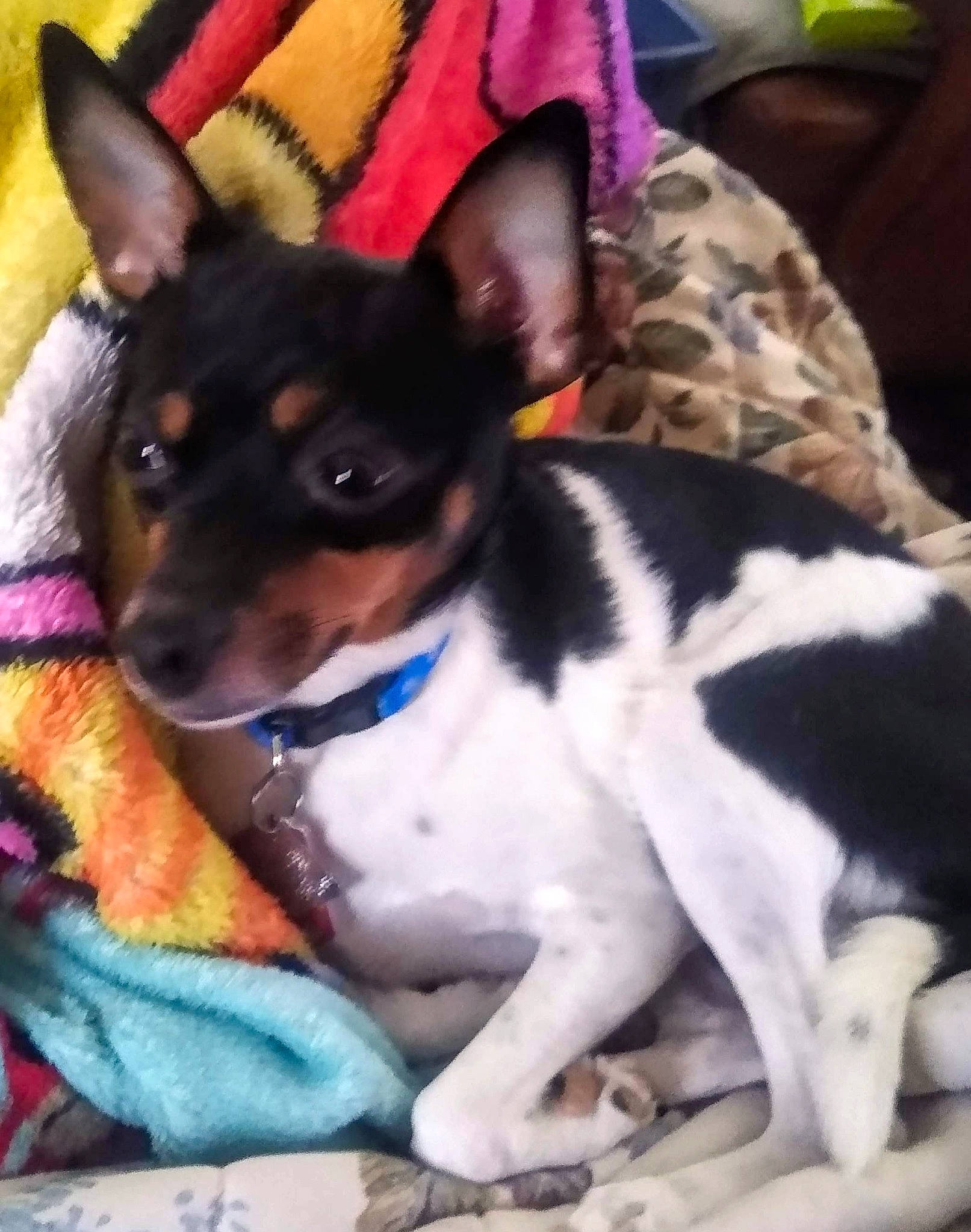 Skipper joined the competition — help win amazing prizes! canidae, carnivore, collar, comfort, companion_dog, dog, dog_breed, dog_supply, ear, fawn, non_sporting_group, pattern, paw, snout, sporting_group, terrier, toy_dog, working_animal, working_dog