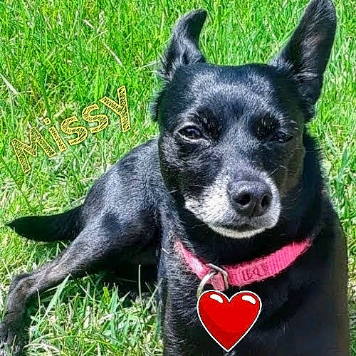 Missy is registered to the contest to win money with this photo: australian_cattle_dog, australian_stumpy_tail_cattle_dog, canidae, carnivore, collar, companion_dog, dog, dog_breed, dog_collar, fur, grass, guard_dog, herding_dog, plant, snout, sporting_group, tail, whiskers, working_animal, working_dog