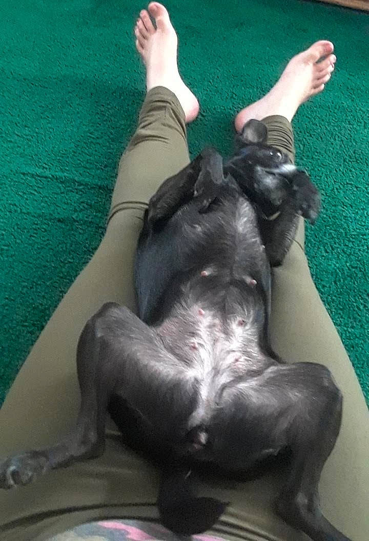 Missy is registered to the contest to win money with this photo: art, barefoot, carnivore, comfort, companion_dog, dog, dog_breed, fawn, felidae, flooring, foot, gesture, hand, human_leg, knee, snout, sporting_group, tail, thigh, working_animal