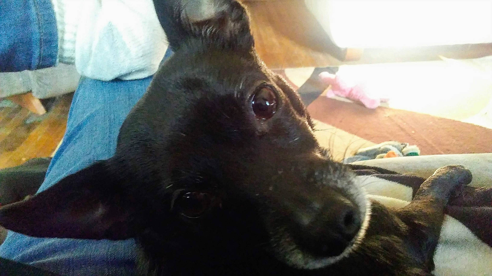 Missy joined the competition — help win amazing prizes! borador, canidae, carnivore, comfort, companion_dog, dog, dog_breed, ear, fawn, fur, guard_dog, jaw, liver, non_sporting_group, snout, sporting_group, terrestrial_animal, whiskers, working_animal, working_dog