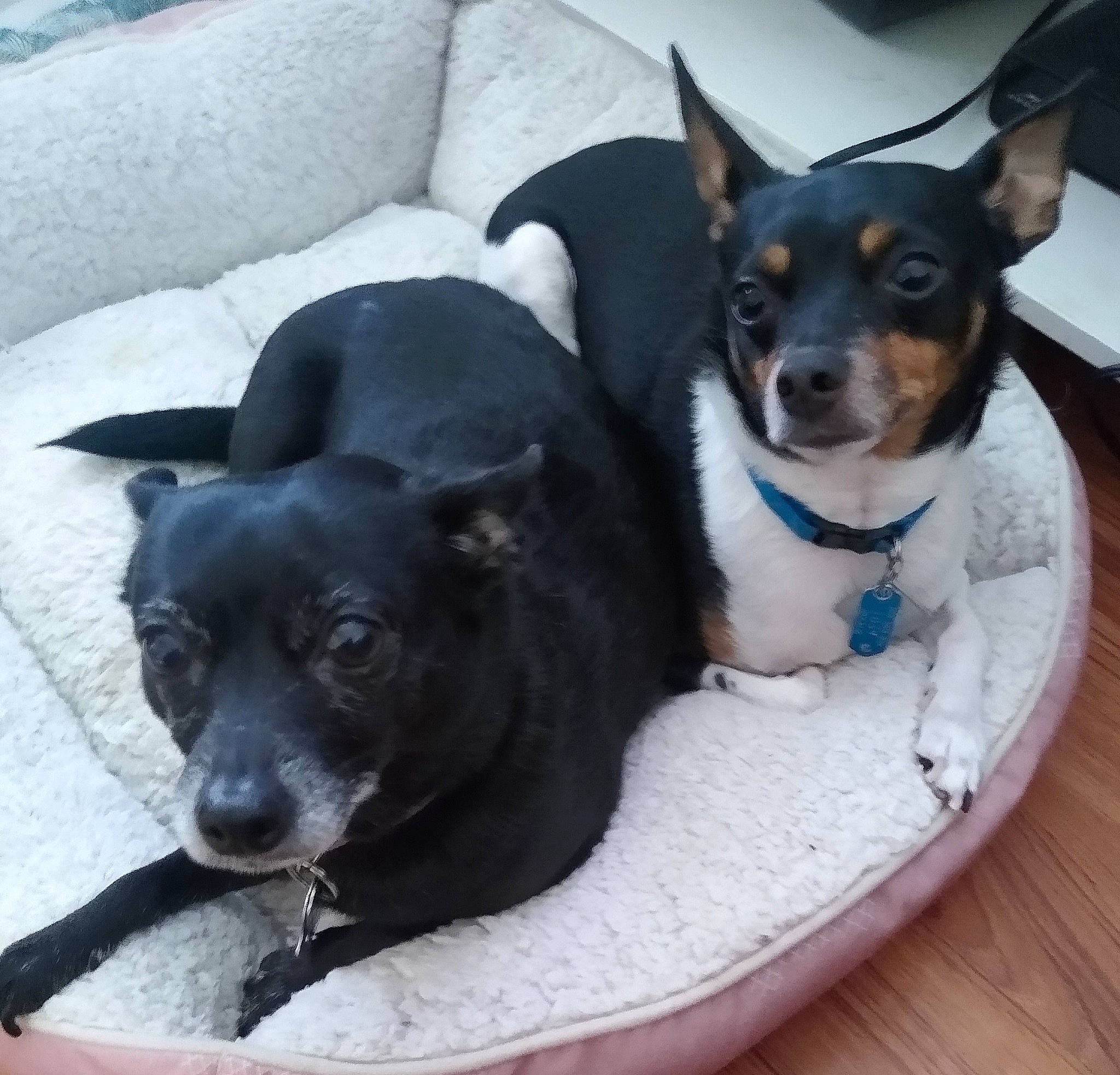 Missy joined the competition — help win amazing prizes! canidae, carnivore, collar, comfort, companion_dog, couch, dog, dog_bed, dog_breed, dog_collar, dog_supply, fur, paw, pet_supply, puppy, snout, sporting_group, toy_dog, whiskers, working_animal