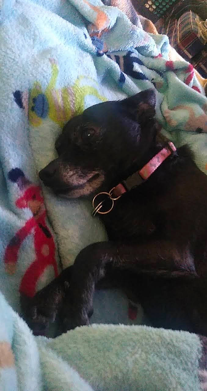 Missy is registered to the contest to win money with this photo: canidae, carnivore, collar, comfort, companion_dog, dog, dog_breed, dog_collar, dog_supply, fawn, leash, linens, liver, magenta, pet_supply, snout, sporting_group, toy_dog, whiskers, working_animal