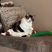 Biggins is registered to the contest to win money with this photo: cat, couch, pillow, plush_toy, indoor, pet, feline, relaxed, patterned_pillow, home, cozy, curious, animal, mammal, whiskers, fur, sitting, domestic, cute, resting