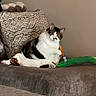 cat, couch, pillow, plush_toy, indoor, pet, feline, relaxed, patterned_pillow, home, cozy, curious, animal, mammal, whiskers, fur, sitting, domestic, cute, resting
