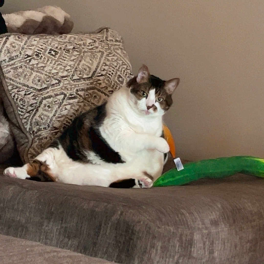 Biggins is registered to the contest to win money with this photo: cat, couch, pillow, plush_toy, indoor, pet, feline, relaxed, patterned_pillow, home, cozy, curious, animal, mammal, whiskers, fur, sitting, domestic, cute, resting