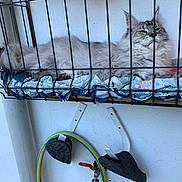 Azure participe au concours pour gagner de l'argent avec cette photo : cat, feline, gray_cat, fluffy, resting, cage, metal_bars, shelf, fabric, hose, garden_hose, wall, shoes, black_shoes, hook, indoor, pet, animal, relaxed, resting_cat