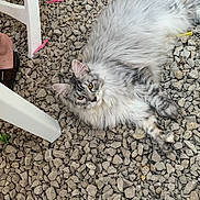 Azure participe au concours pour gagner de l'argent avec cette photo : animal, casual, cat, chair_leg, fluffy_cat, fur, gravel, gray_cat, human_leg, looking_up, outdoor, paw, pet, plastic_chair, relaxed, rocks, shoe, tail, white_cat, yellow_eyes